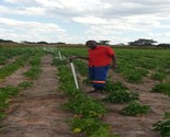 Irrigation System Installation