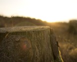 Tree Cutting