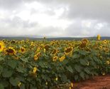 Sunflower Seeds