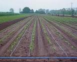 Drip Irrigation