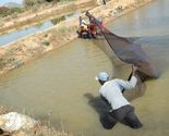 Rural Aquaculture