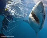 Shark Cage Diving