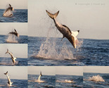 Shark Breaching