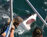 3 Day Shark Cage Diving Adventure Package