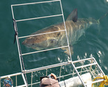 5/7 Day Shark Cage Luxury Diving Package