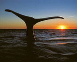 Whale Watching | South Africa