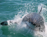 Shark Diving | Gaansbaai | South Africa