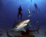 Shark Dive Tours