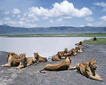 3 Days Ngorongoro, Tarangire National park