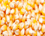 Popcorn Maize Seeds