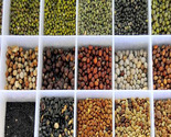 Indian Pulses