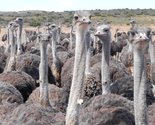 Black Neck Ostrich Exports