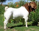 Chandelier Boer Goat Stud Export