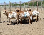 Blackheaded Persian Sheep Export