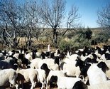 Dorper Sheep Export