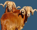 Damara Sheep Export