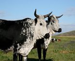 Nguni Cattle Export