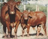 Bonsmara Cattle Export