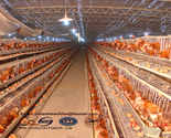 battery chicken cage