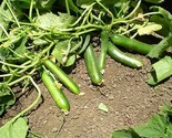 HYB. Hayel Cucumbers