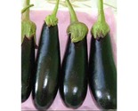 HYB. Long Purple Eggplants