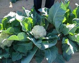 HYB. Marble Cauliflowers