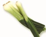 Green Egypt Spring Onion