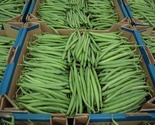 Green Egypt Green Beans