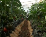 SIRACO Greenhouses