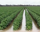 Surface Flood irrigation Systems