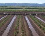 Surface Furrow Irrigation Systems