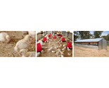 Poultry Supplies for Broilers & Layers