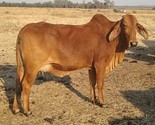 Female BOSR0749 Red South African Brahman