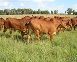 Female Heifers