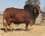 Herd Sires MAS 07/18 Red Male South African Brahman