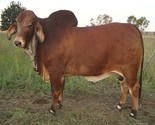 Herd Sires MAS 11/46 Male Red South African Brahman