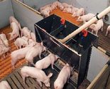 Automatic Feeders for Piglet Rearing & Finishing