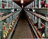 Eurovent Parents Poultry Cage Systems