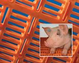 Floor Systems for Energetic Sows & Healthy Piglets