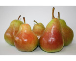 Rosemarie Pears