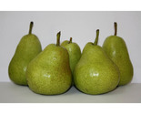 Sempre Pears