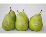 Vermont Beauty Pears