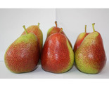 Wolfpack Forelle Pears