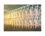 Poultry Chillers | Bird Cleaning