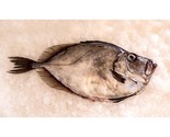 John Dory Fish (Zeus Faber)