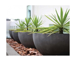 Plant Pots | Cape Contours