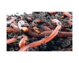 Worm Farms