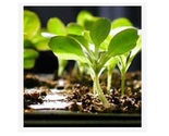 Seeds & Seedlings