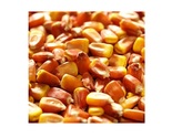 Pannar Maize Seeds