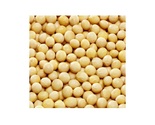 Pannar Soybeans Seeds